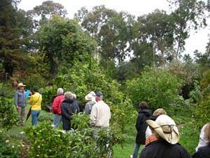 Garden Club members touring Arnold's fruit tree collection