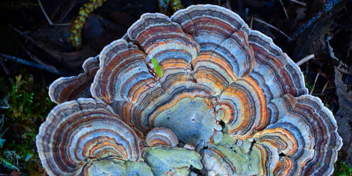 Wild, colorful mushroom