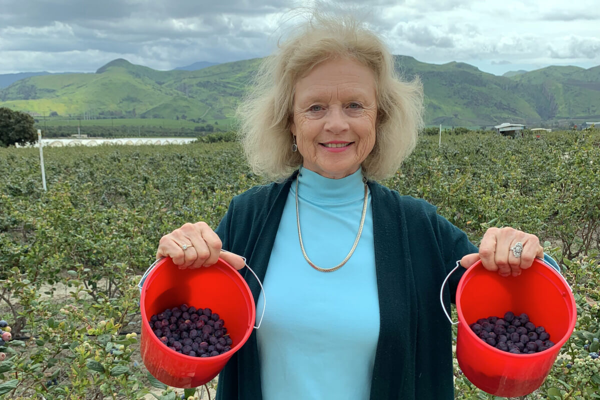 Blueberry Picking