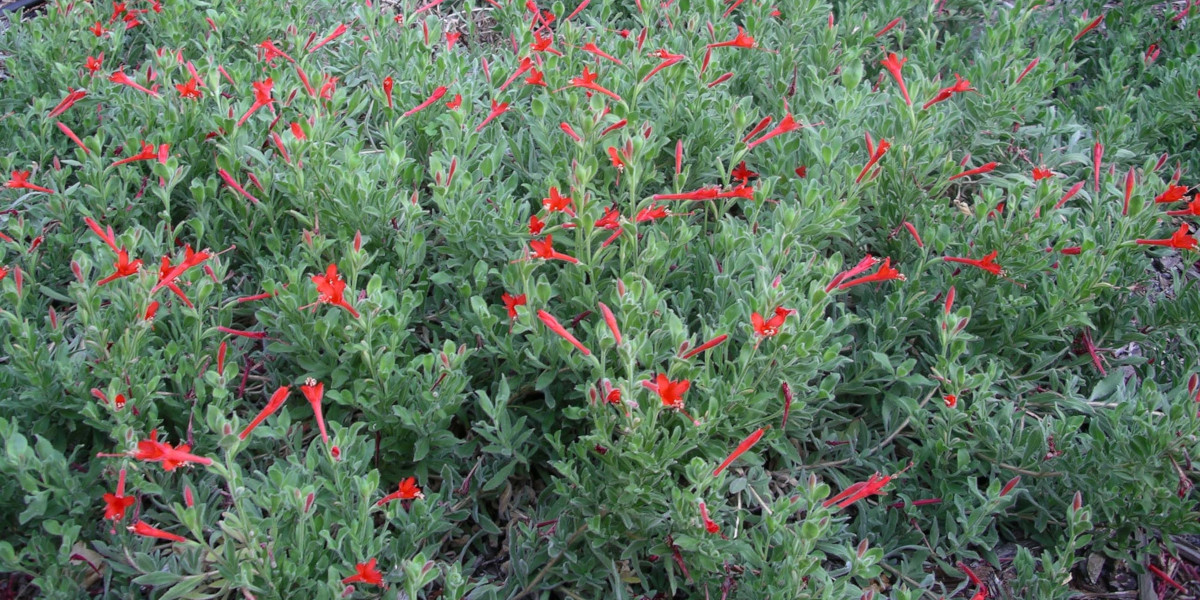 California Natives Gardening