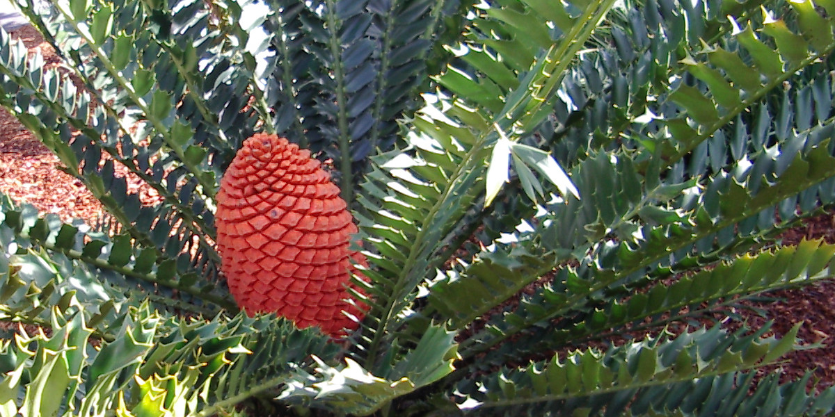 Cycad with cone