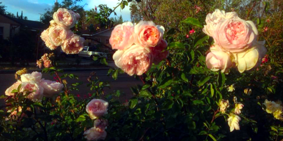 Pink Roses