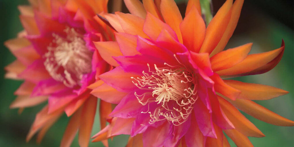 South Coast Epiphyllum Society Show and Sale Malibu Garden Club
