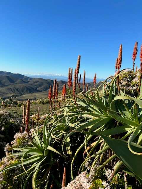 Agave Fox Tails