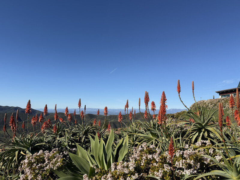 Blooming Aloe with red blooms