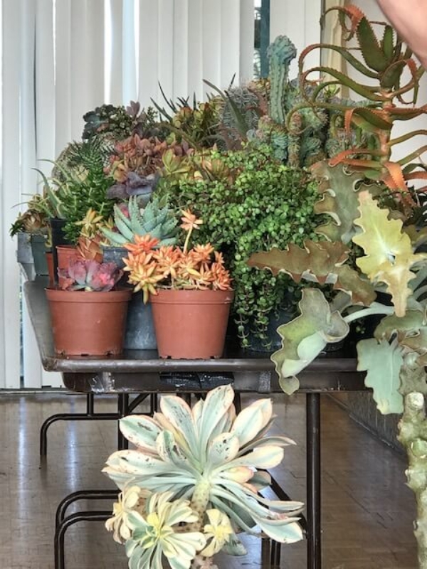 Succulents