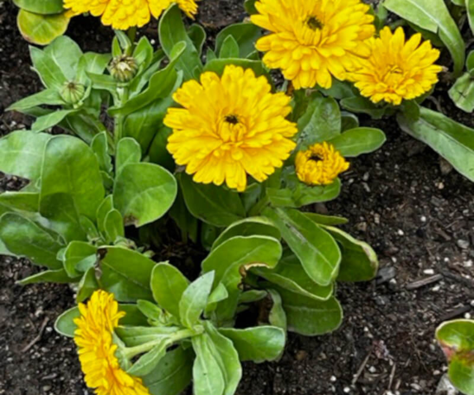 Yellow flowering plant at the Getty Villa.