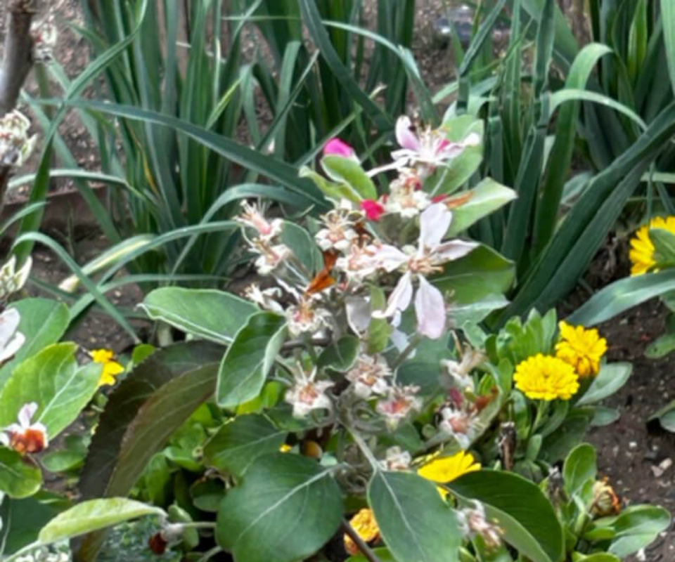 Pink and White flowering plant at the Getty Villa.