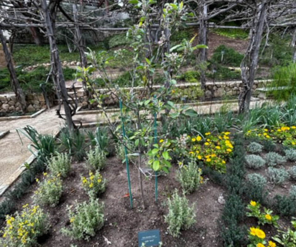 A blueberry bush among other plants at the Getty Villa