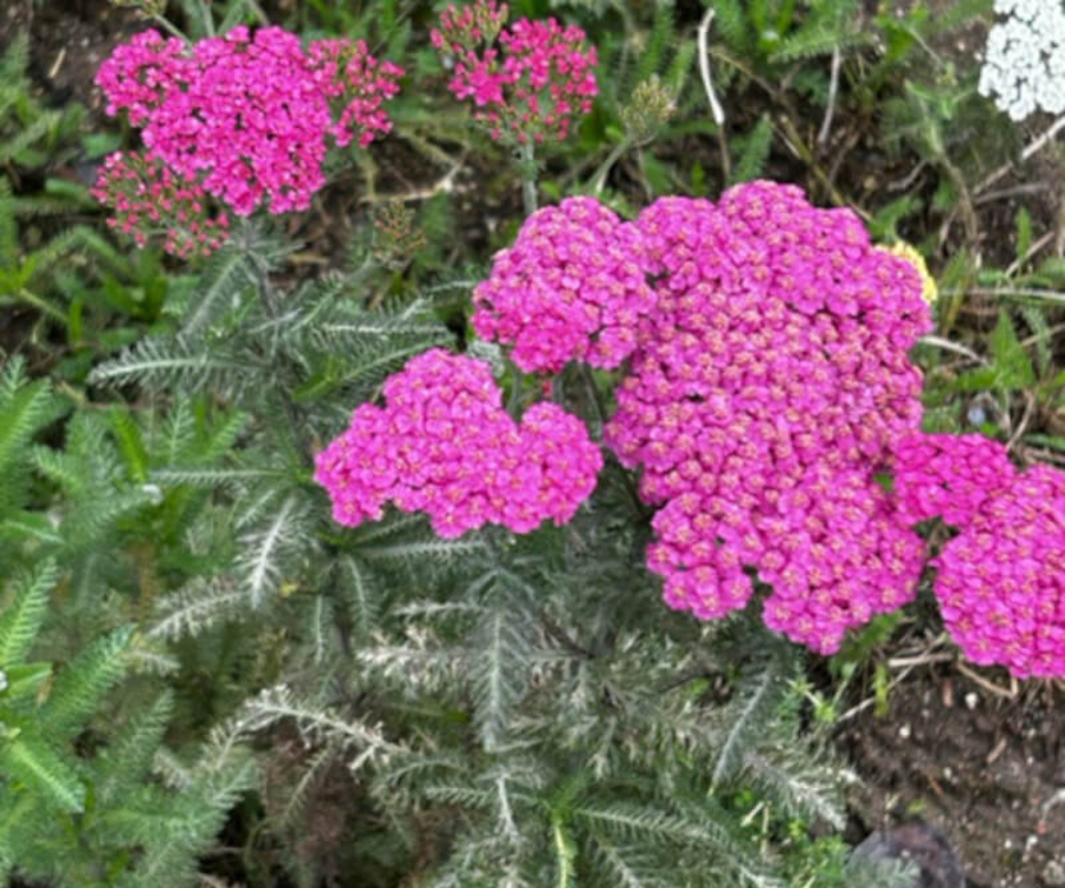 Pink flowering plant at the Gerry Villa