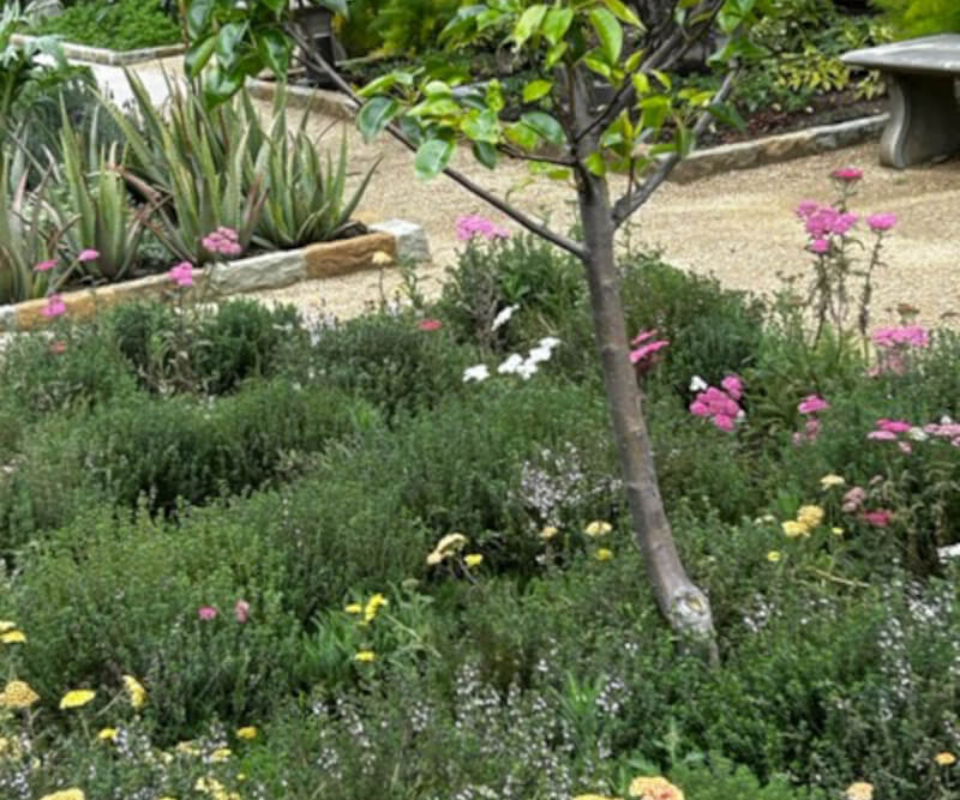 Flowering plants at the Getty Villa.