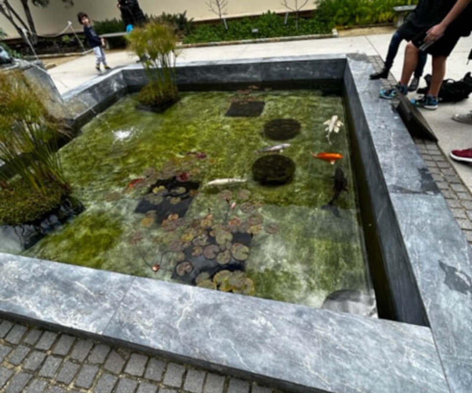 A pond with Koi fish at the Getty Villa