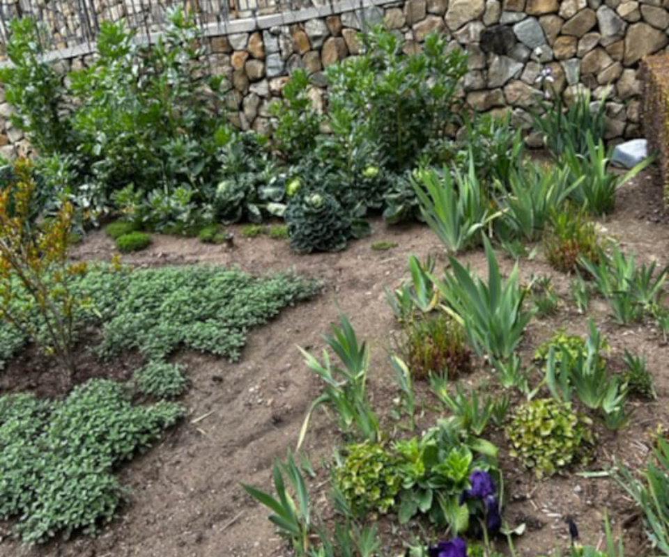 Blooming plants at the Getty Villa