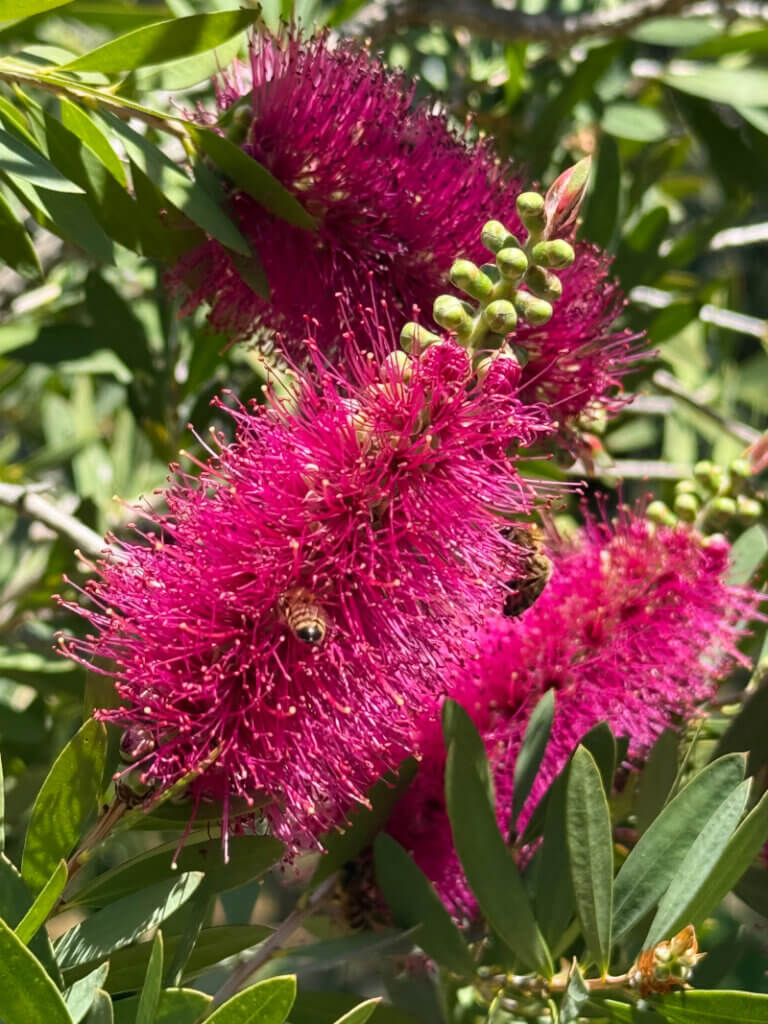 A bee deeply investigating a bottlebrush plant
