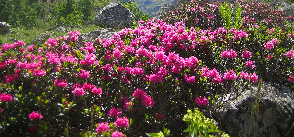 Rhododendrons