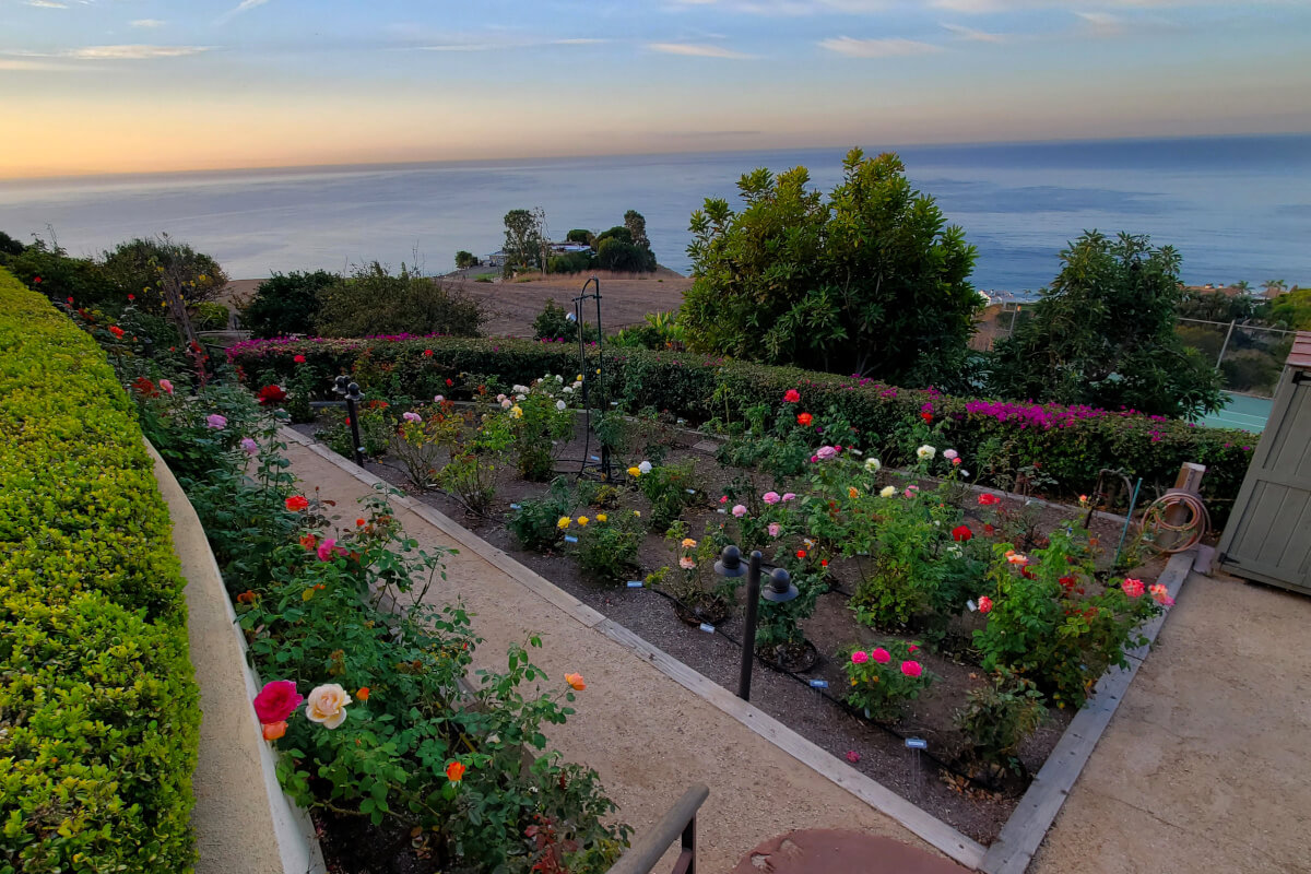 Tom and Stephanie Loo's garden overlooking the ocean