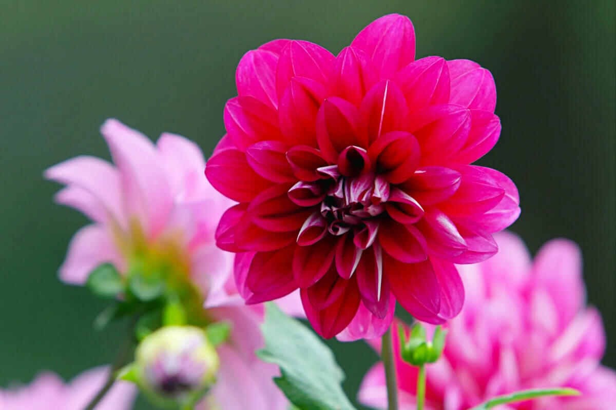 Magenta Dahlia from the Thorne Family Farm