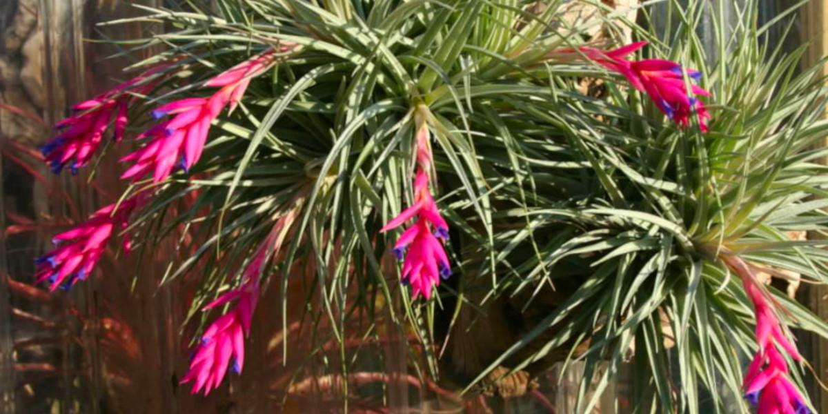 A flowering Tillandsia