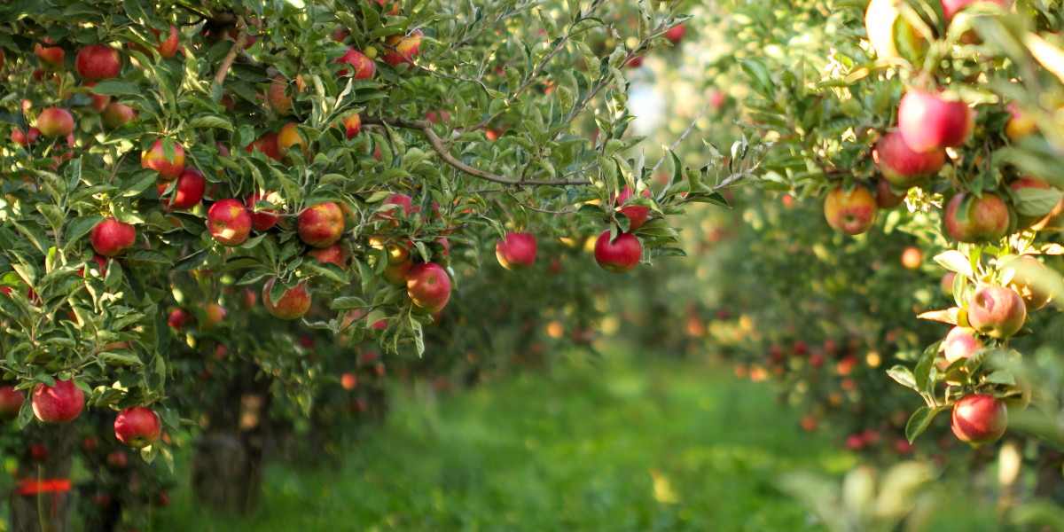 Arnold Fruit Tree Tour - Field Trip