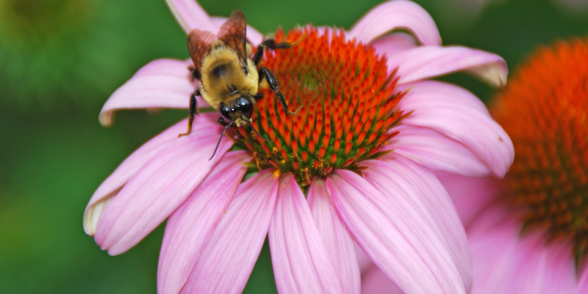 Bee on a cone flower