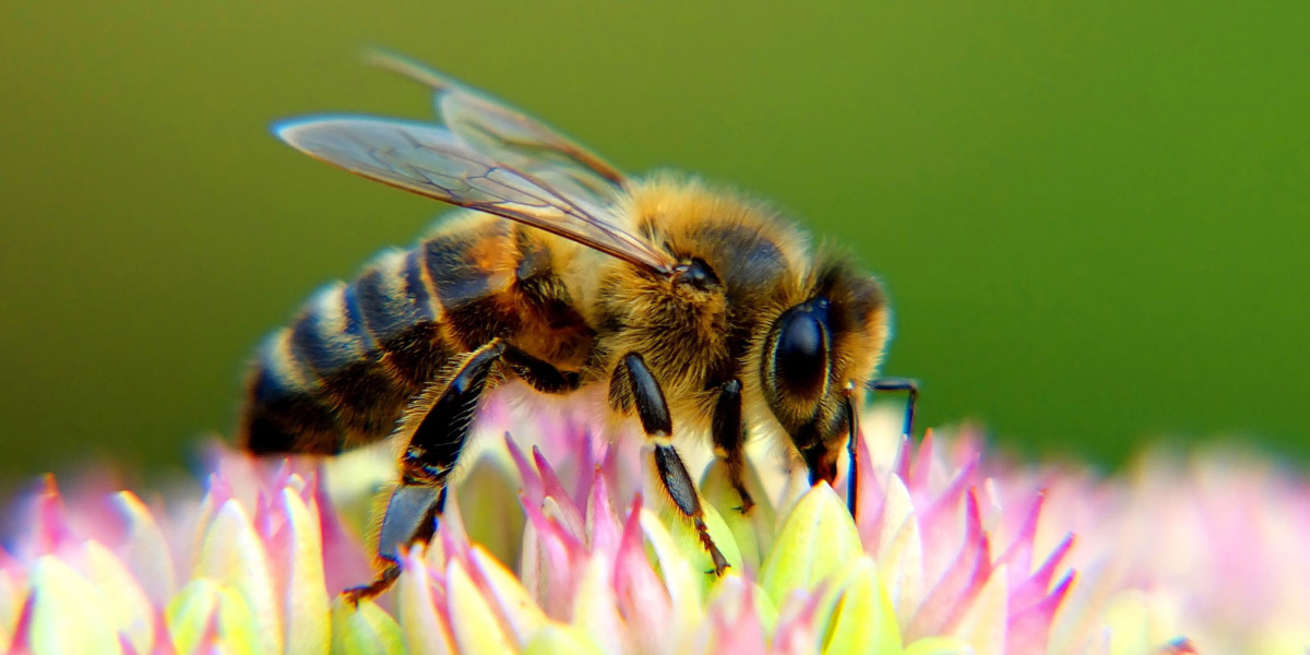 Bee on a flower