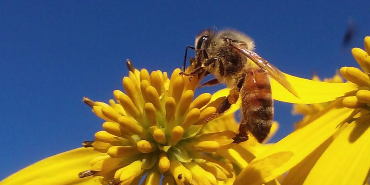 A beed pollinating a flower