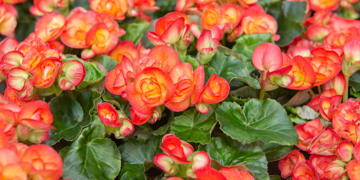 Begonias