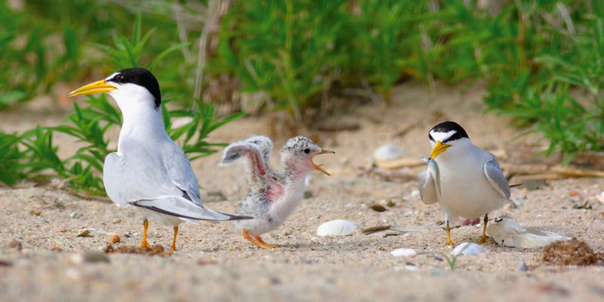 Birds of Malibu Lagoon