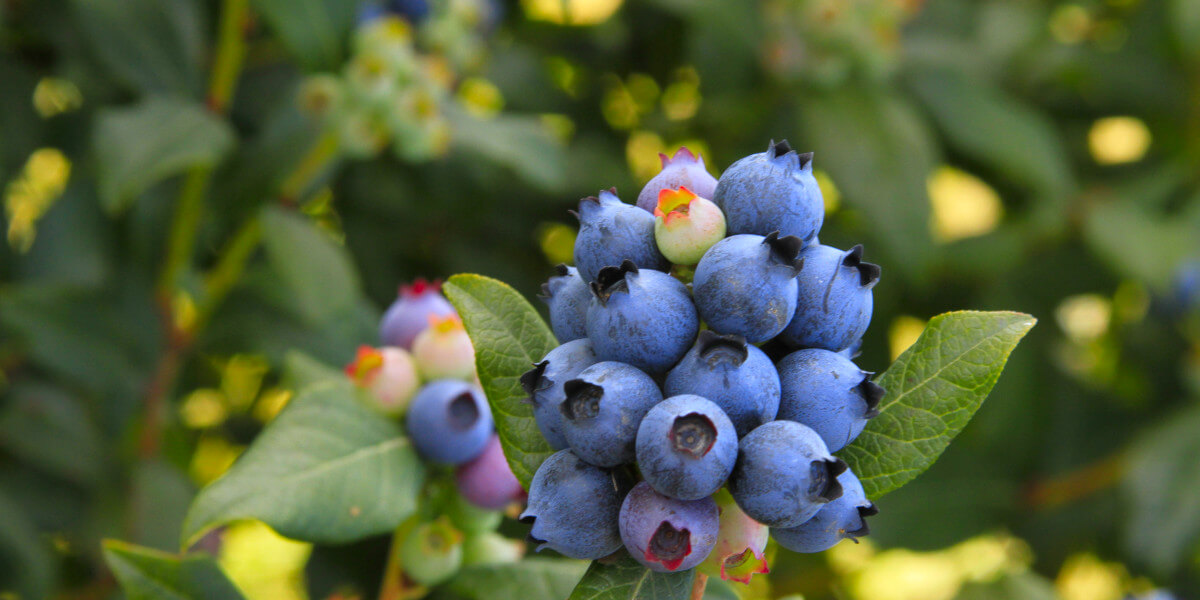 Blueberry Picking - Field Trip