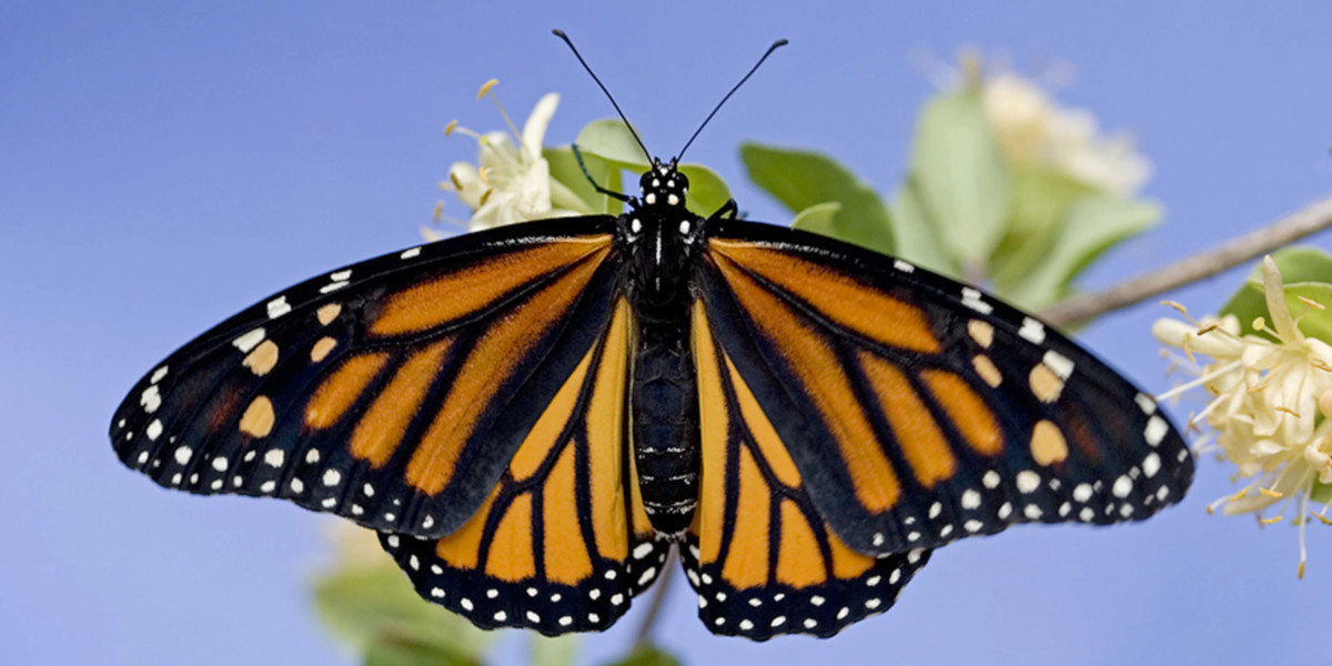 Creating a Butterfly Garden in Malibu