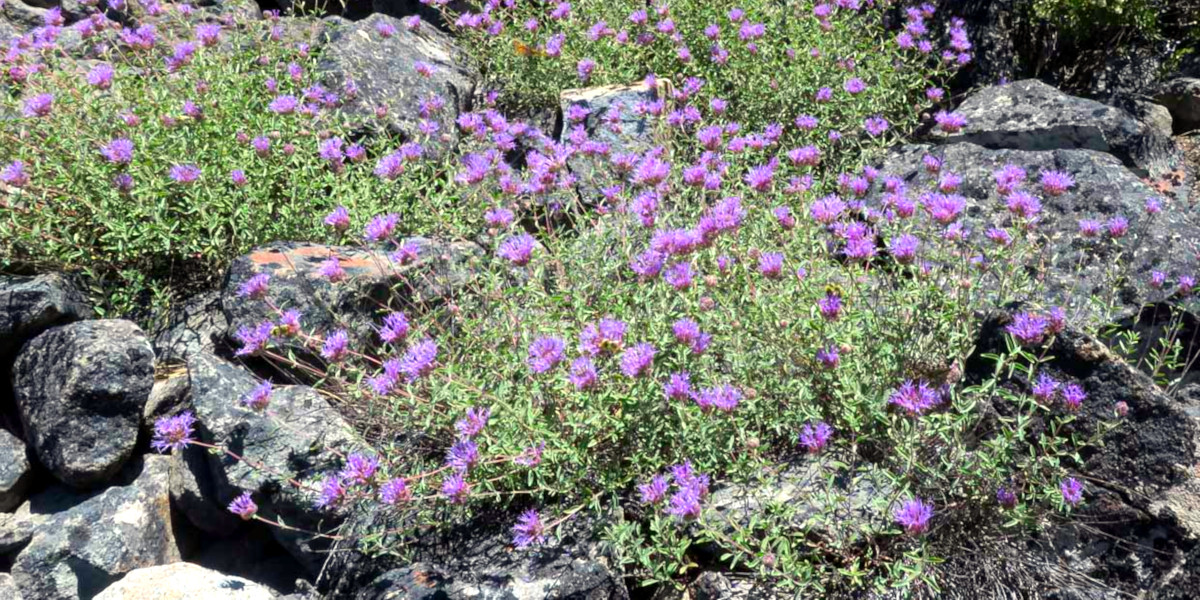 California native plants