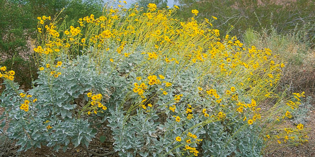 California brittlebush