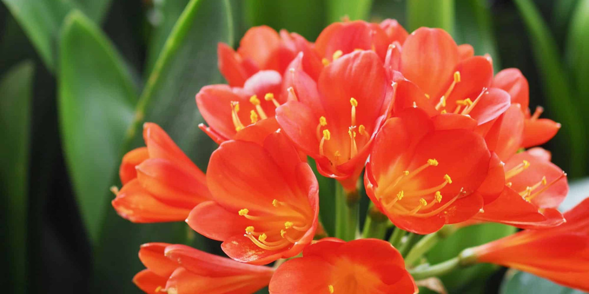 An Introduction to Clivias