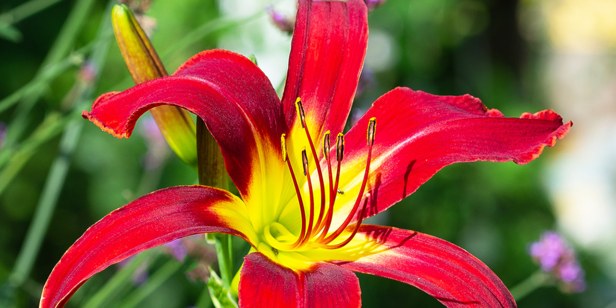 Red Daylily with a bright yellow center