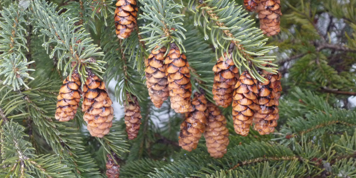 evergreen pine cones