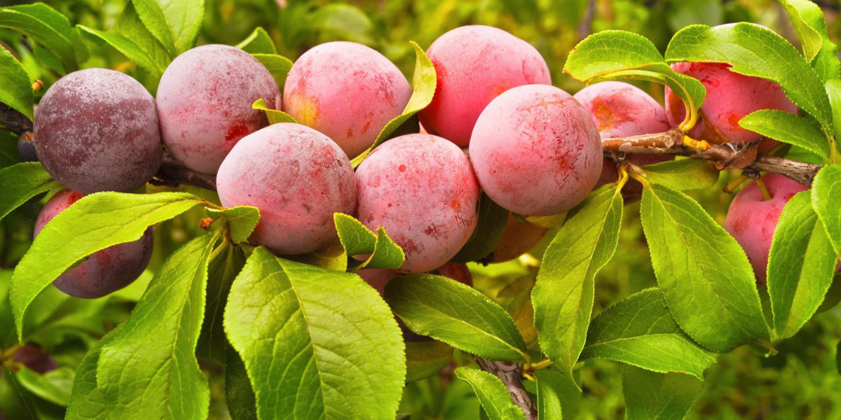 A peach tree loaded with fruit
