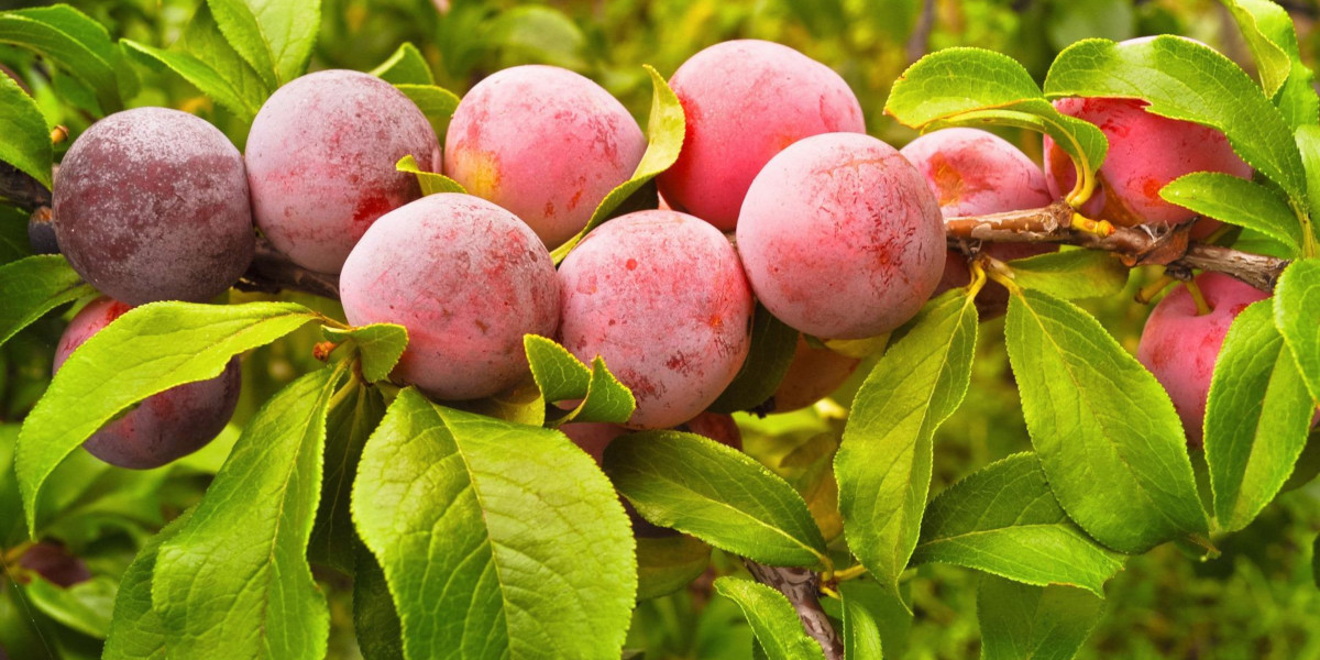 Growing Fruit Trees in Malibu