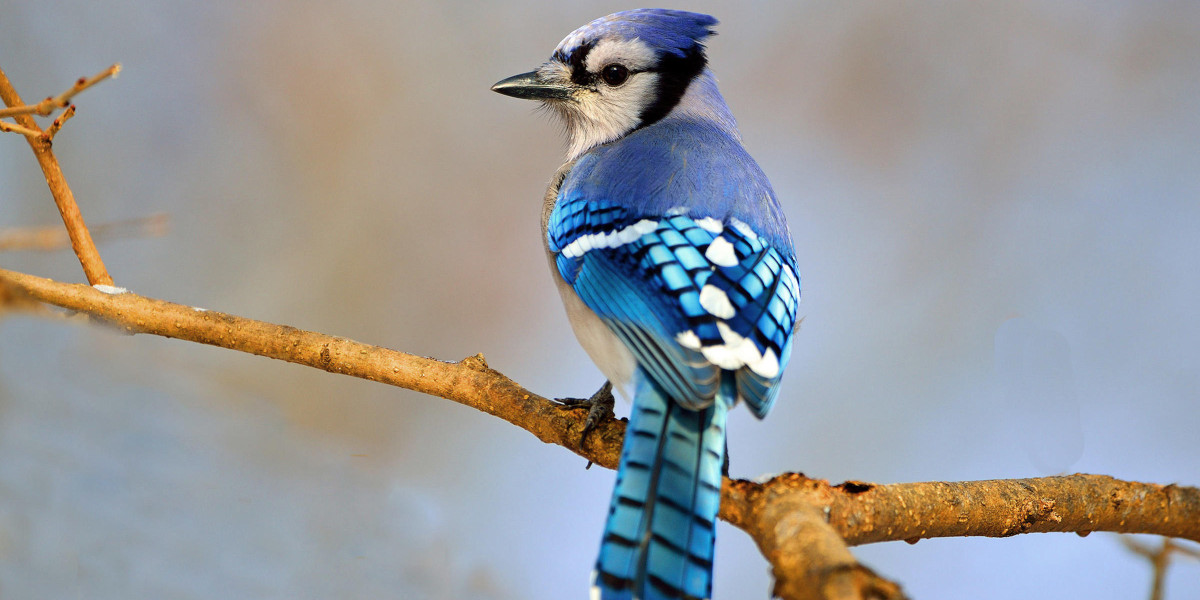 Bringing Birds into Your Garden: the Joys and the Benefits