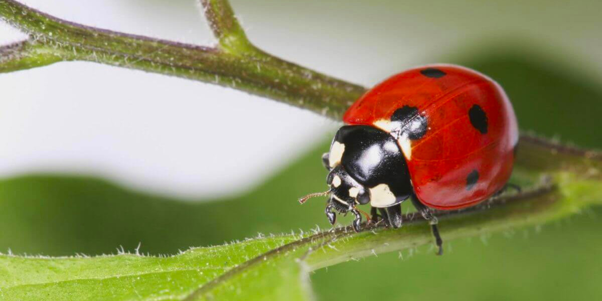 Lady bug