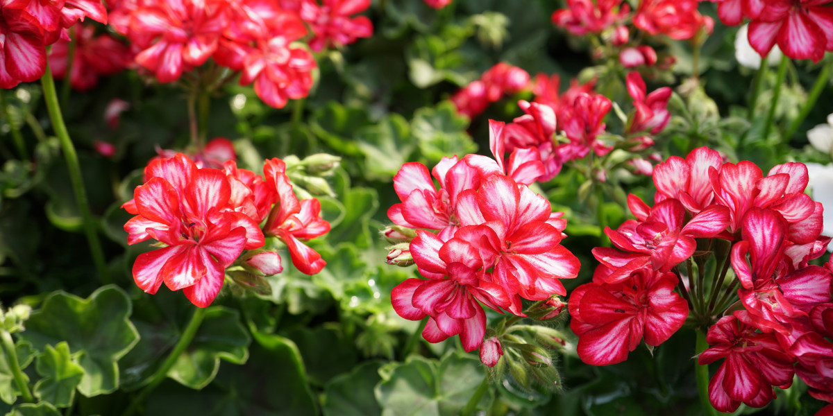 Red variegated geraniums