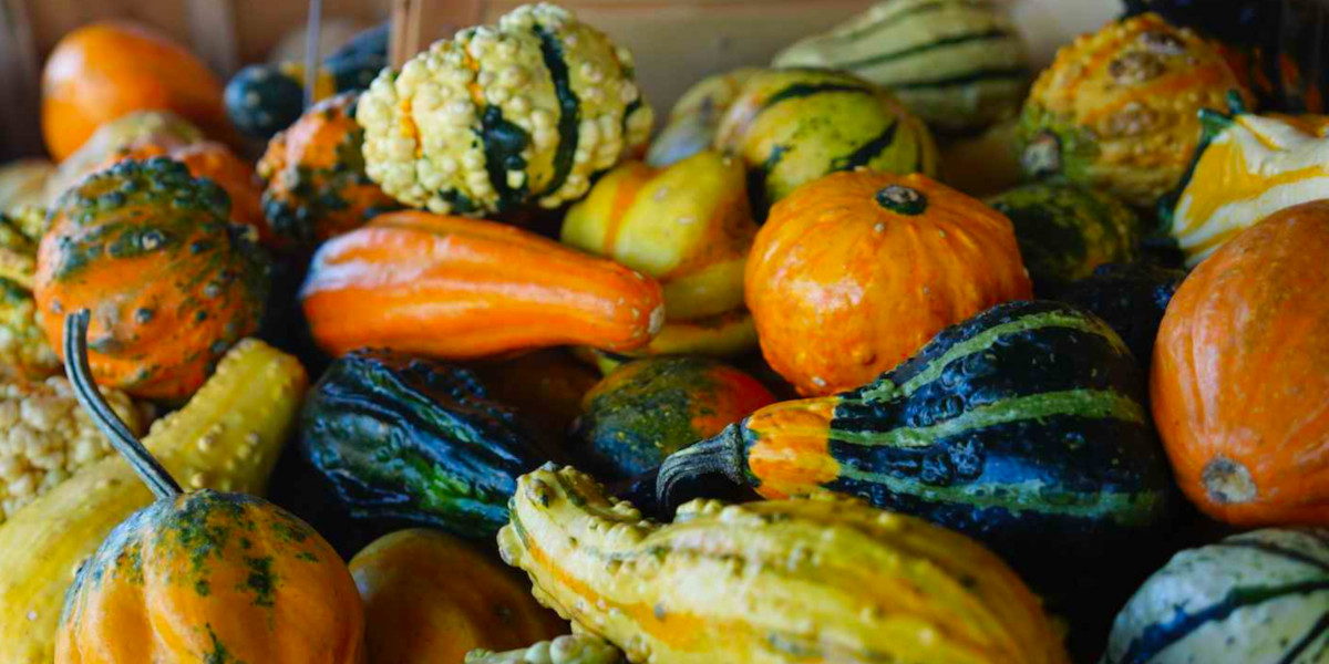 Gourds