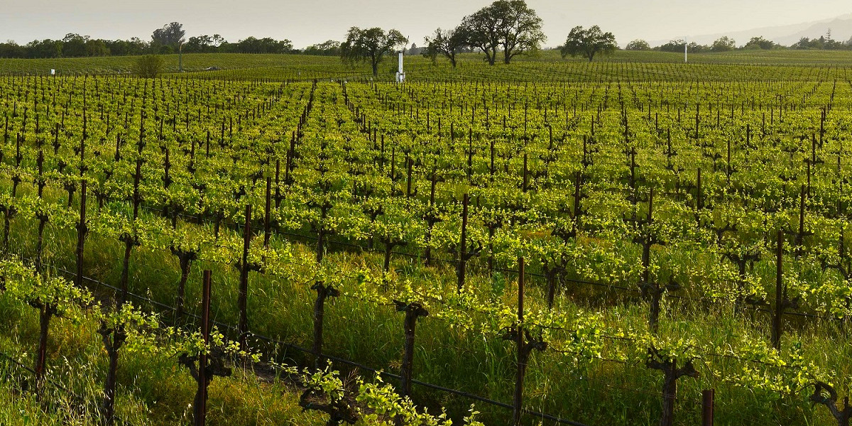 Growing the Best Possible Grapes