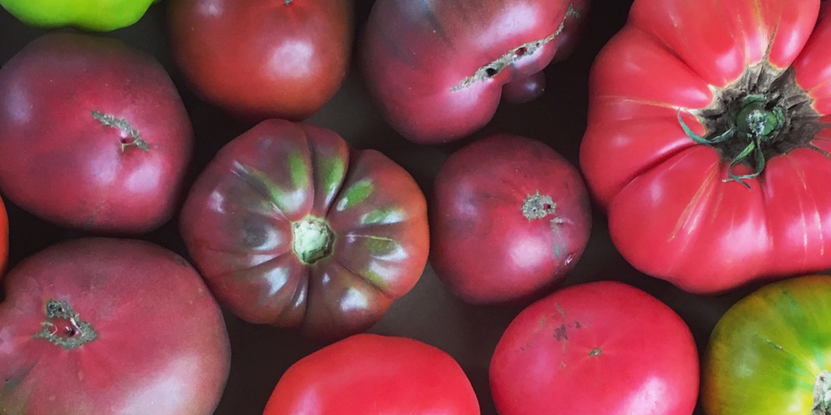 Growing Heirloom Tomatoes on the California Coast