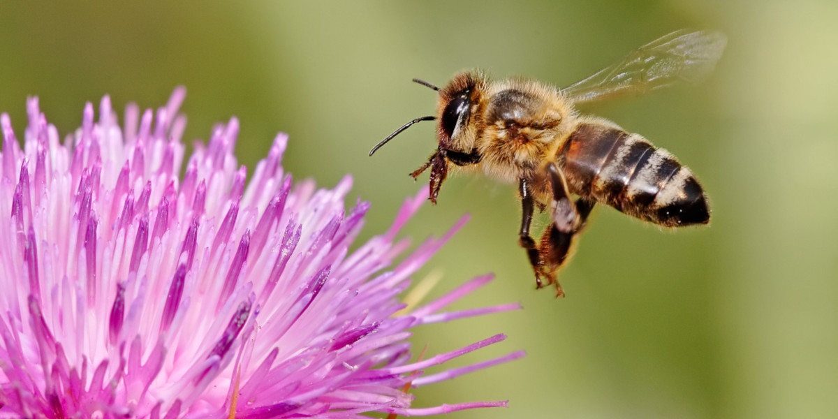 Bringing Honeybees to Your Garden