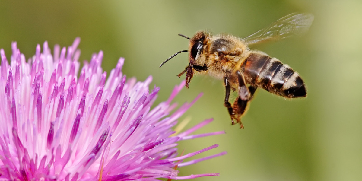 Honeybee landing on a milk thistle