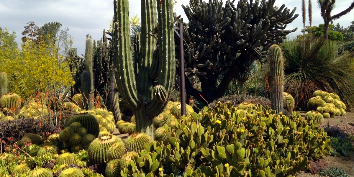 Development of the Huntington Desert Garden