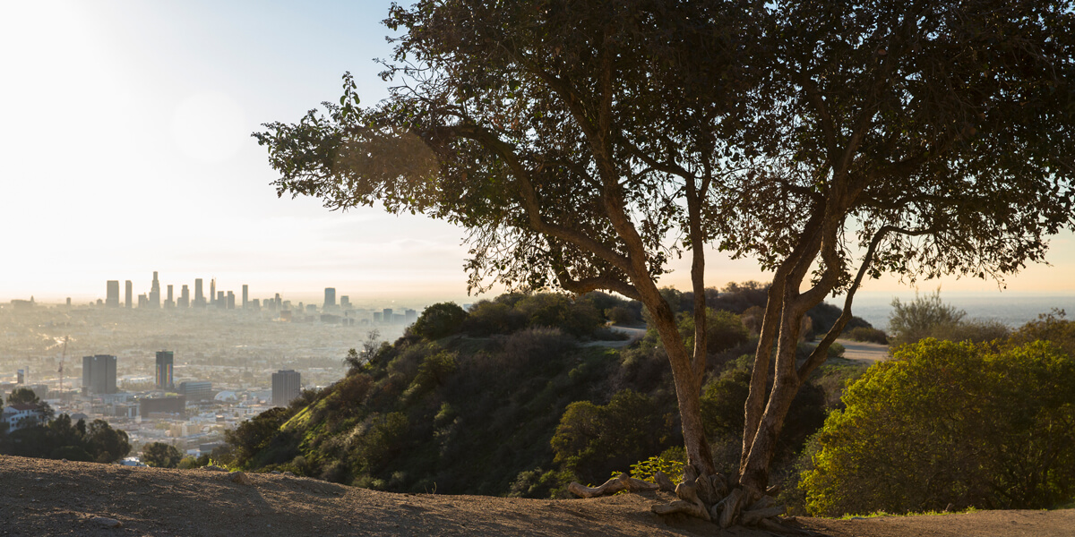 Mature tree in th foreground with Los Angeles skyline in background