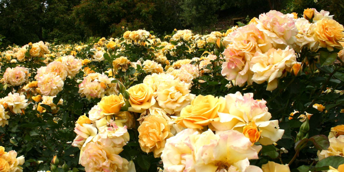 Roses for the Southern California Garden