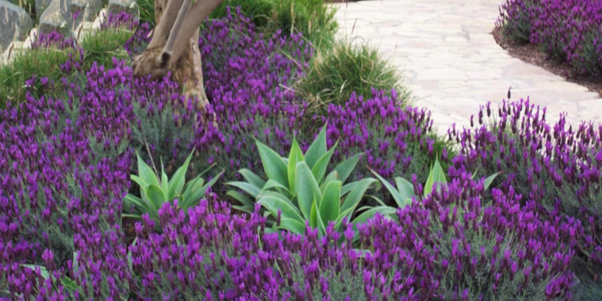 Lavender in a drought-tolerant landscape