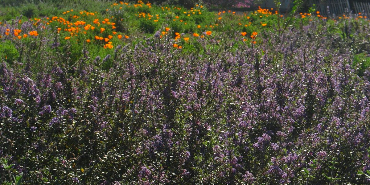 Lawn Alternative - Native Wildflowers